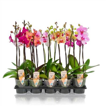 Горшечные цветы и растения оптом Phal 2st Mix 10+ (maarel) от 10шт из Голландии с доставкой по России