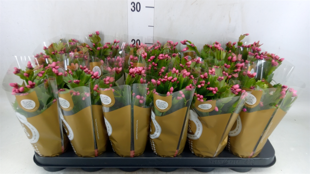 Горшечные цветы и растения оптом Schlumbergera   ... от 18шт (для телеги) из Голландии с доставкой по России