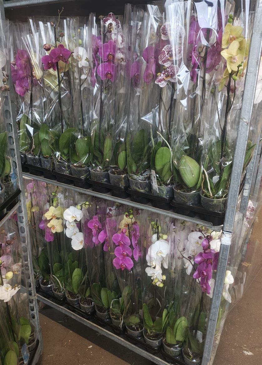 Горшечные цветы и растения оптом Phal 1st Mix 9+ (maarel) от 10шт из Голландии с доставкой по России