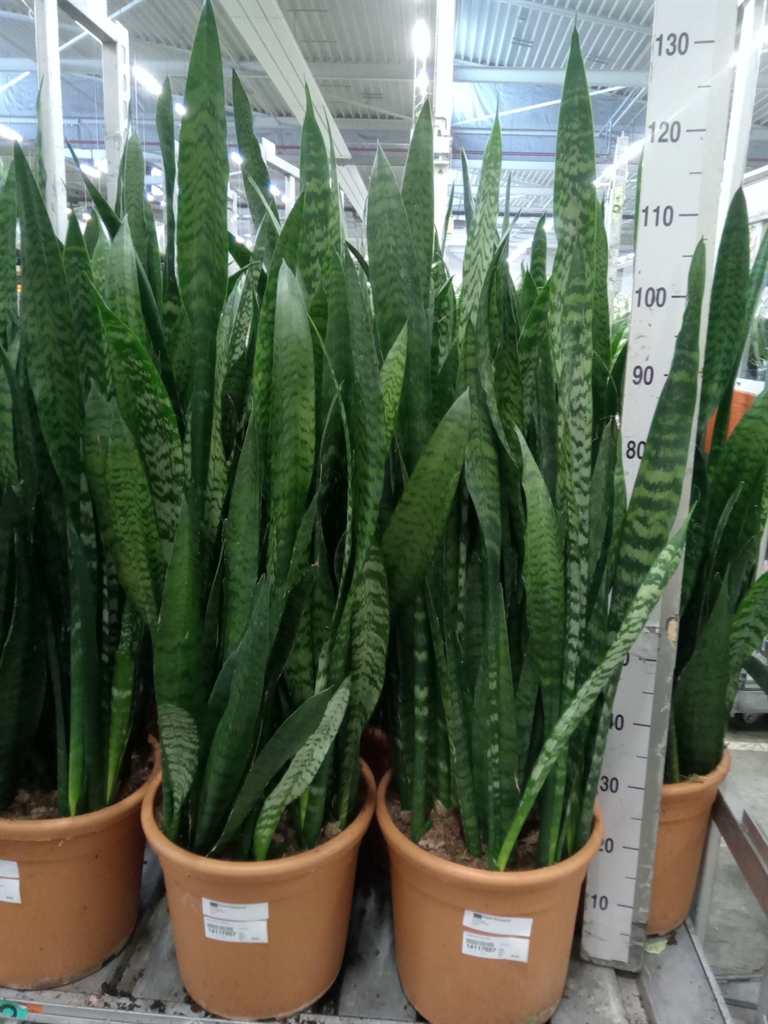 Горшечные цветы и растения оптом Sansevieria Zeylanica от 1шт из Голландии с доставкой по России