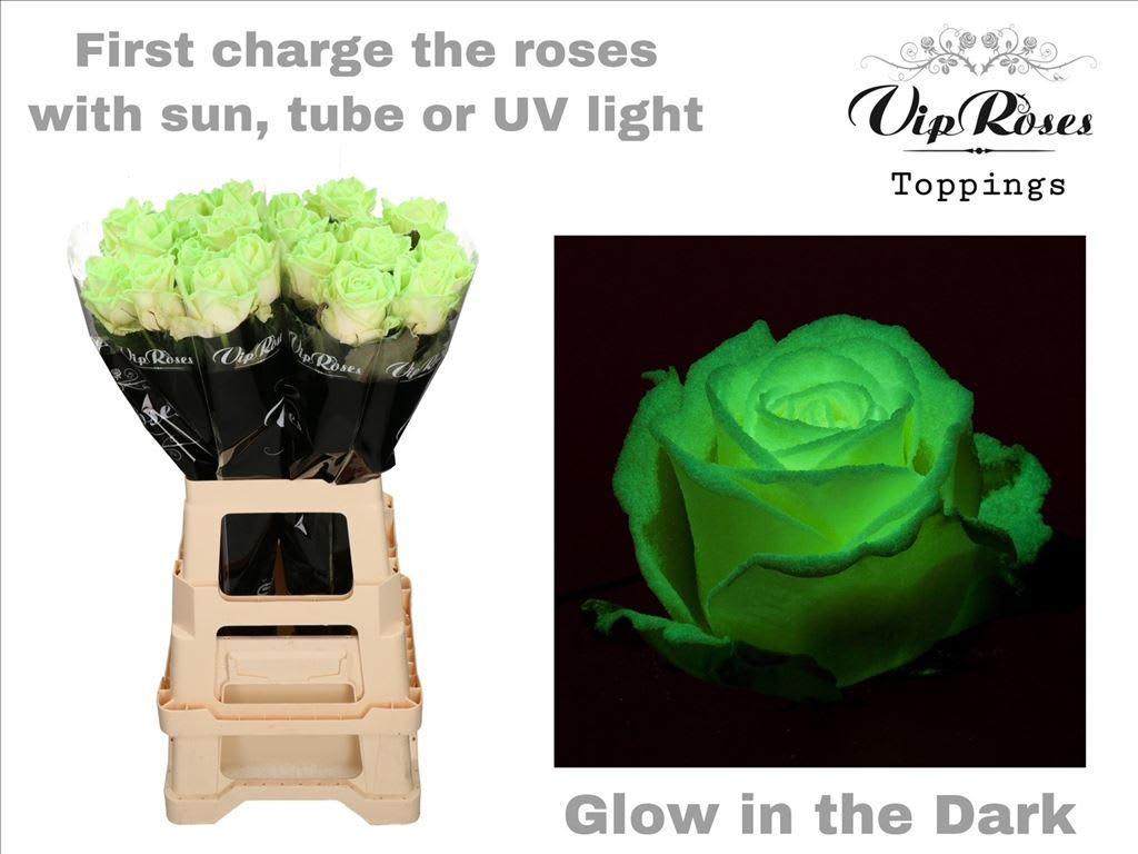 Срезанные цветы оптом Rosa large paint glow in the dark (R99) от 20шт из Голландии с доставкой по России