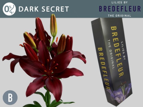 Срезанные цветы оптом Lilium la dark secret от 40шт. из Голландии с доставкой по России