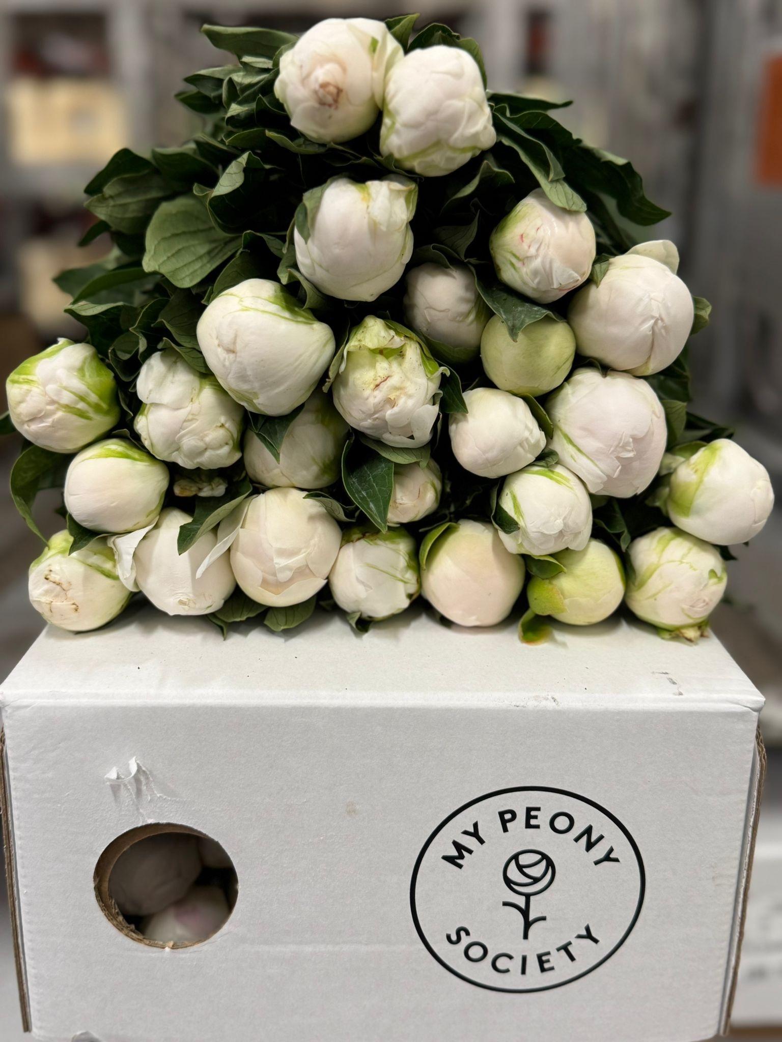 Срезанные цветы оптом Paeonia claude tain от 80шт из Голландии с доставкой по России