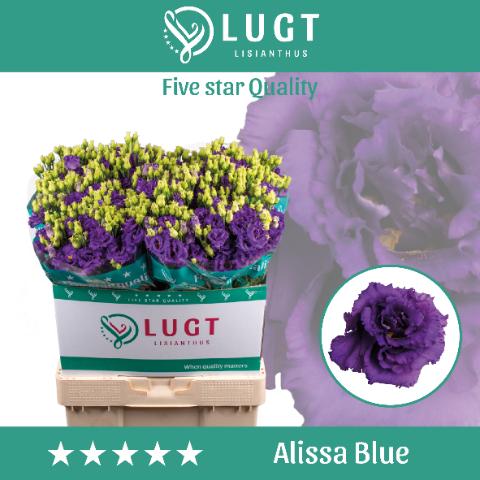 Срезанные цветы оптом Lisianthus do alissa blue от 140шт. из Голландии с доставкой по России