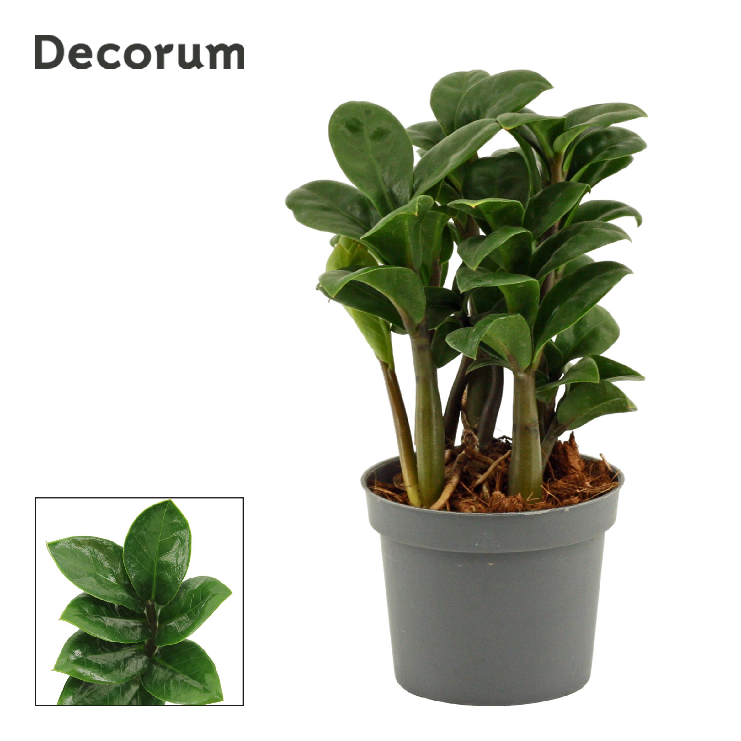 Горшечные цветы и растения оптом Zamioculcas Zenzi Natural (decorum) от 12шт (для телеги) из Голландии с доставкой по России