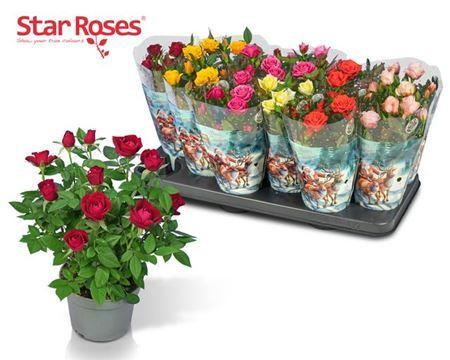 Горшечные цветы и растения оптом ** Ro Star Roses Gem Winter Promo * от 12шт из Голландии с доставкой по России Горшечные цветы и растения оптом ** Ro Star Roses Gem Winter Promo * от 12шт из Голландии с доставкой по России