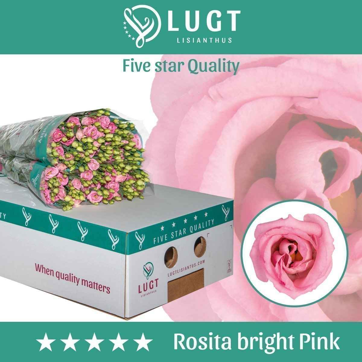 Срезанные цветы оптом Lisianthus do rosita bright pink от 60шт. из Голландии с доставкой по России