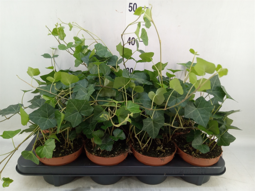 Горшечные цветы и растения оптом Hedera Hibernica от 8шт из Голландии с доставкой по России