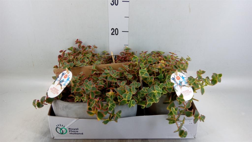 Горшечные цветы и растения оптом Crassula   ... от 3шт из Голландии с доставкой по России