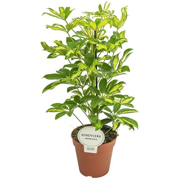 Горшечные цветы и растения оптом Schefflera Gerda от 8шт из Голландии с доставкой по России