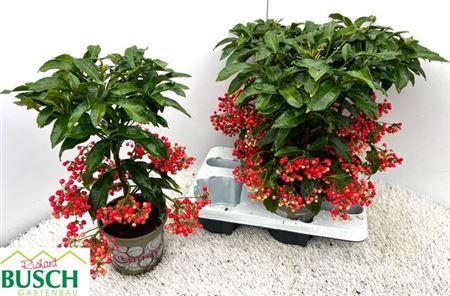 Горшечные цветы и растения оптом ** Ardis Crenata 4-4 Winter Promo ** от 4шт из Голландии с доставкой по России