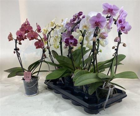 Горшечные цветы и растения оптом Phal Gem Bow 2 Branches 14+ от 5шт из Голландии с доставкой по России