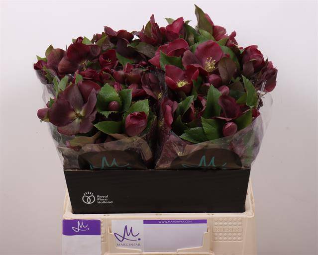 Срезанные цветы оптом Helleborus mammoth red от 20шт из Голландии с доставкой по России