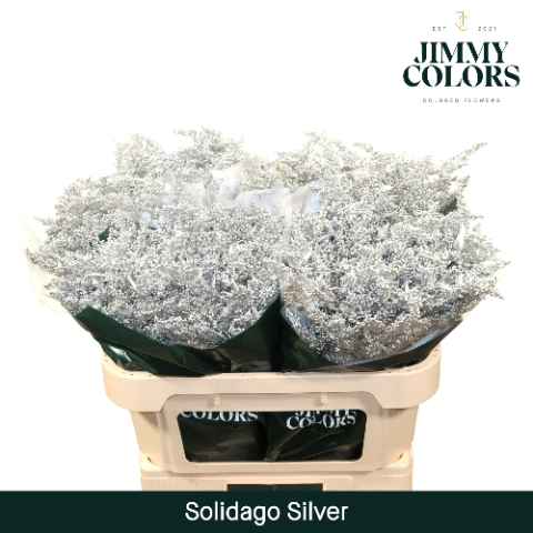 Срезанные цветы оптом Solidago paint silver от 25шт из Голландии с доставкой по России