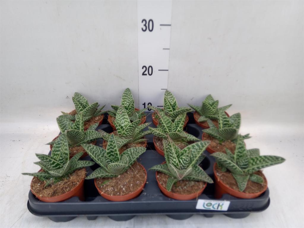 Горшечные цветы и растения оптом Aloe Somaliensis от 12шт (для телеги) из Голландии с доставкой по России