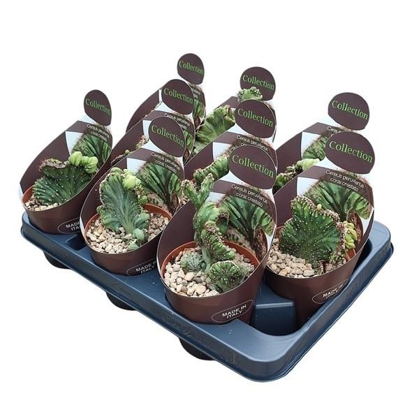 Горшечные цветы и растения оптом Cereus Peruvianus Coral Crestato Potcover от 9шт из Голландии с доставкой по России