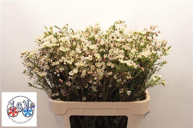 Срезанные цветы оптом Chamelaucium tal от 25шт из Голландии с доставкой по России