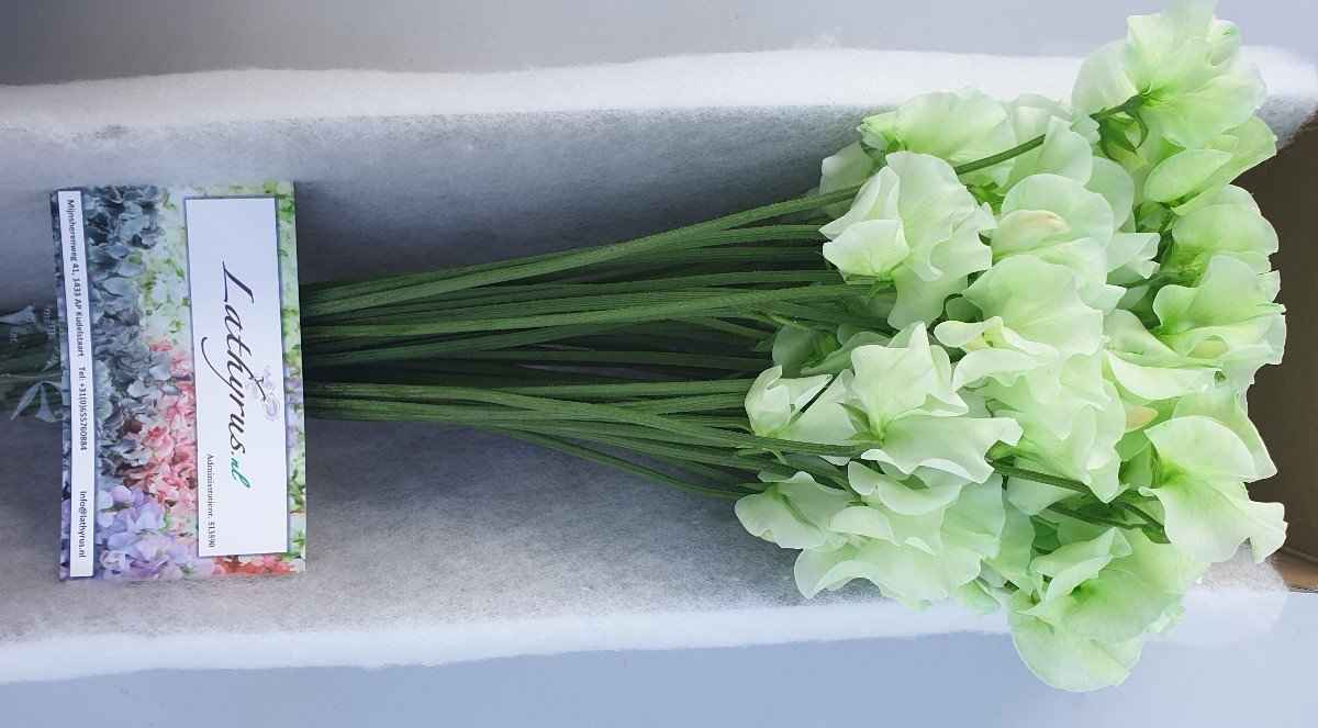 Срезанные цветы оптом Lathyrus paint green от 30шт из Голландии с доставкой по России