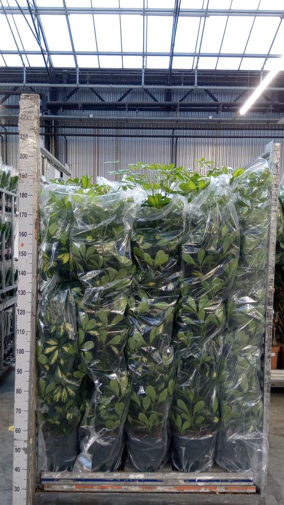 Горшечные цветы и растения оптом Schefflera Arbor. gold Capella от 1шт из Голландии с доставкой по России