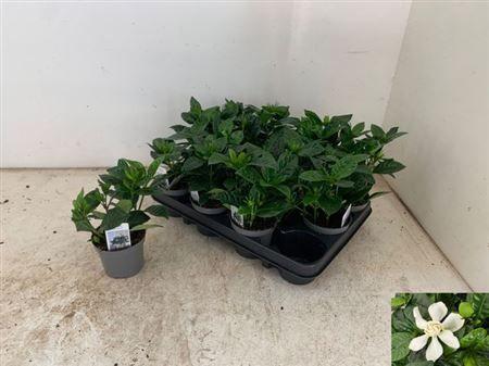 Горшечные цветы и растения оптом Gardenia Jasminoides от 12шт (для телеги) из Голландии с доставкой по России