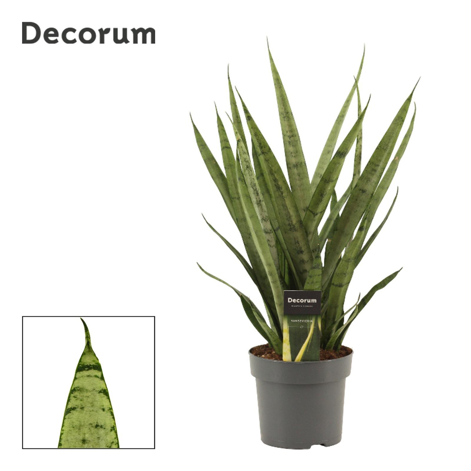 Горшечные цветы и растения оптом Sansevieria Silver Princess (decorum) от 7шт из Голландии с доставкой по России