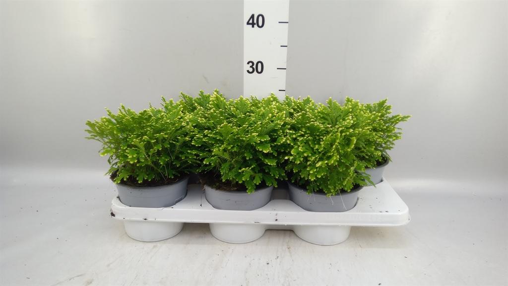 Горшечные цветы и растения оптом Selaginella Martensii jori от 6шт из Голландии с доставкой по России