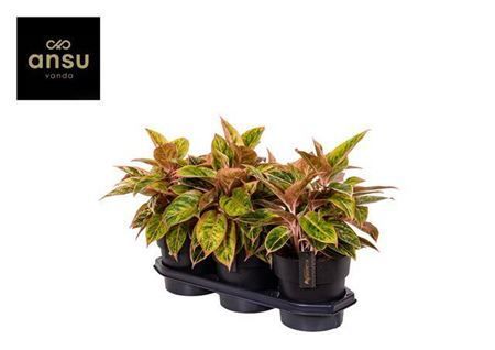 Горшечные цветы и растения оптом Aglaonema Salmon Fantasy от 3шт из Голландии с доставкой по России