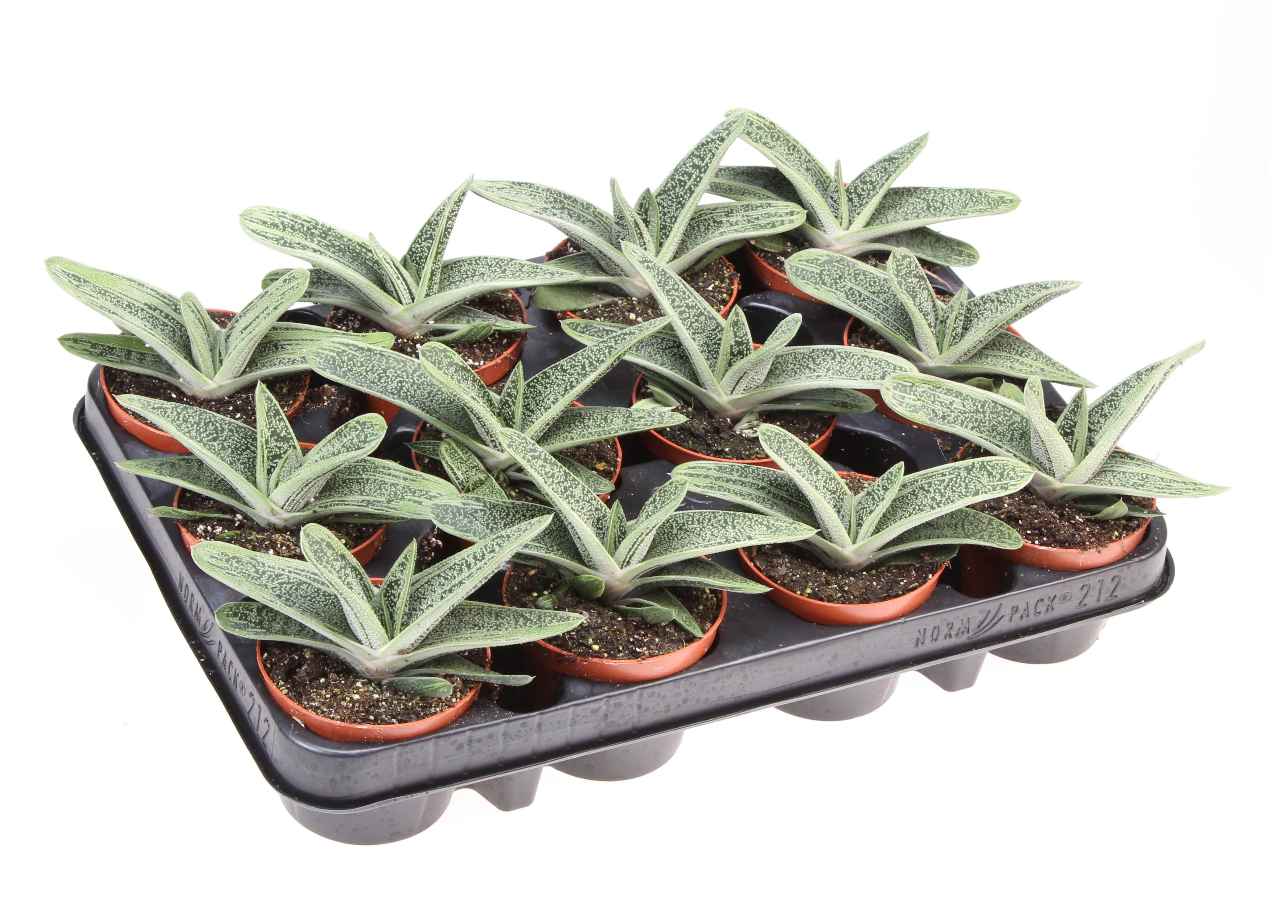 Горшечные цветы и растения оптом Gasteria Little Warty от 12шт (для телеги) из Голландии с доставкой по России