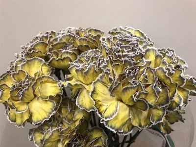 Срезанные цветы оптом Dianthus st paint butterfly от 80шт из Голландии с доставкой по России