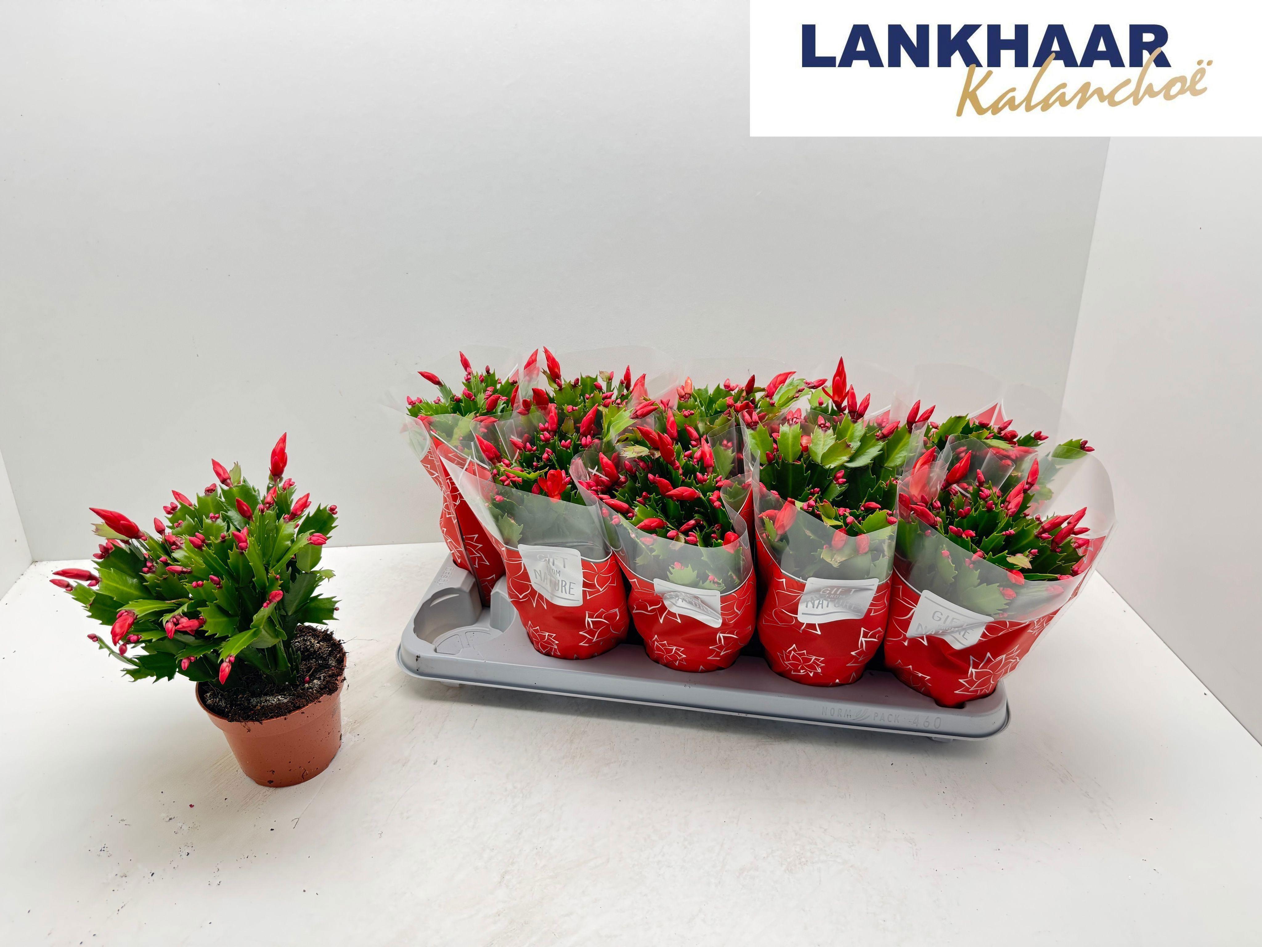 Горшечные цветы и растения оптом Schlumbergera Flame Red от 10шт из Голландии с доставкой по России