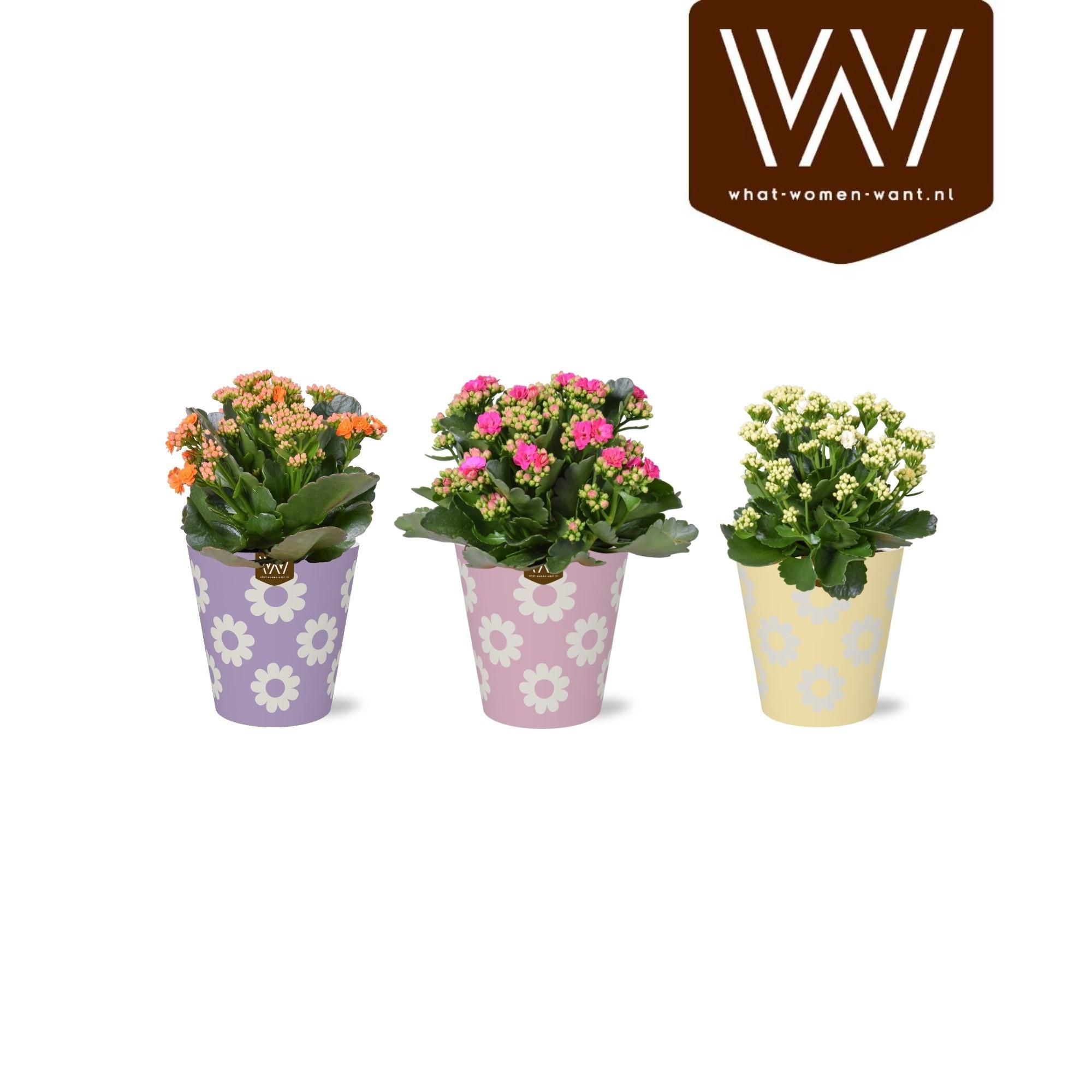 Горшечные цветы и растения оптом Kal Ge Royale Gem от 6шт из Голландии с доставкой по России