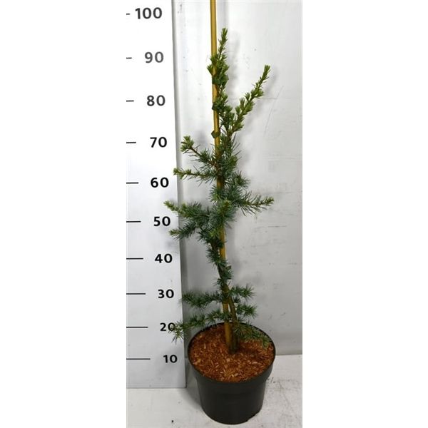 Горшечные цветы и растения оптом Cedrus Lib Glauca от 1шт из Голландии с доставкой по России