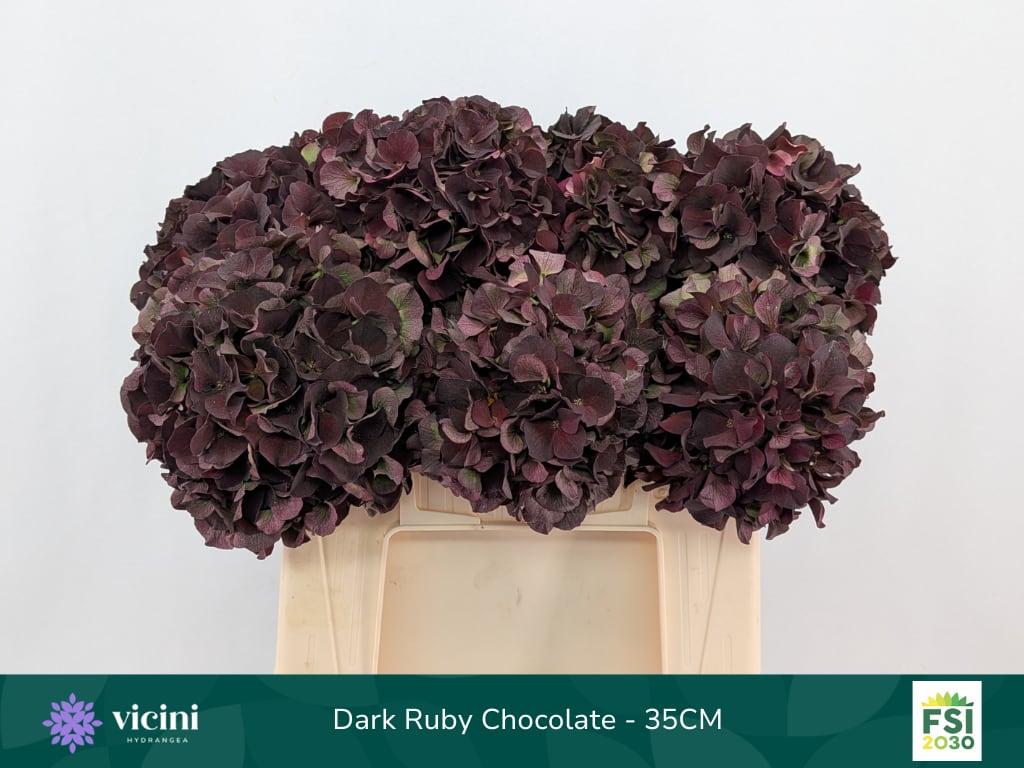 Срезанные цветы оптом Hydrangea mag dark ruby classic от 10шт из Голландии с доставкой по России