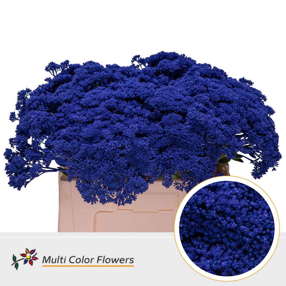 Срезанные цветы оптом Sedum paint blue dark от 50шт из Голландии с доставкой по России