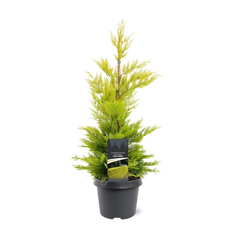 Горшечные цветы и растения оптом Cupressocyparis Leylandii Gold Rider от 1шт из Голландии с доставкой по России