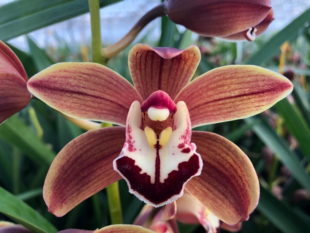 Срезанные цветы оптом Minicymbidium browen sping от 20шт из Голландии с доставкой по России