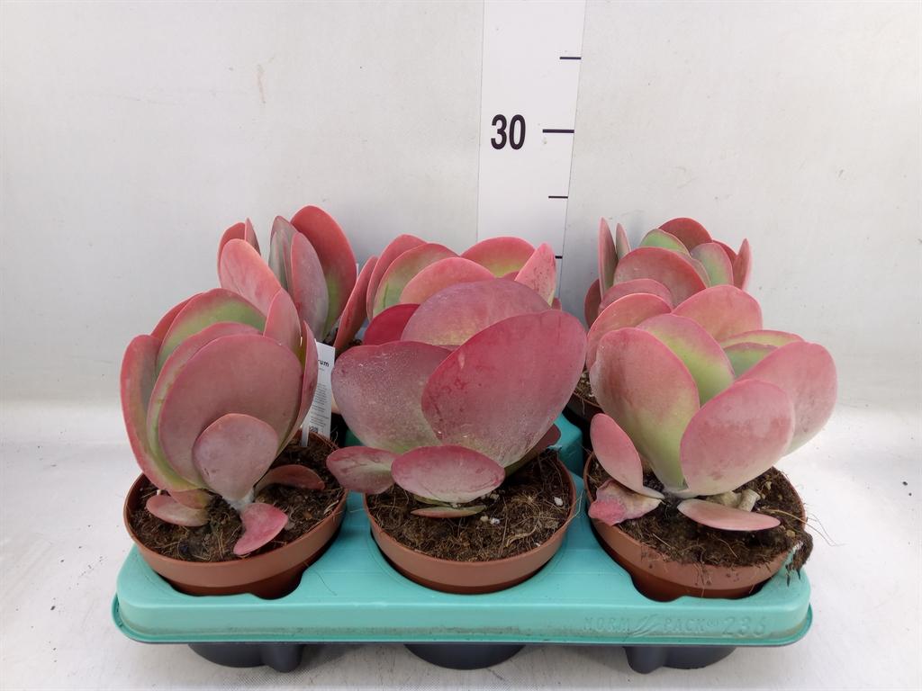 Горшечные цветы и растения оптом Kalanchoe Nf Thyrsiflora от 6шт из Голландии с доставкой по России