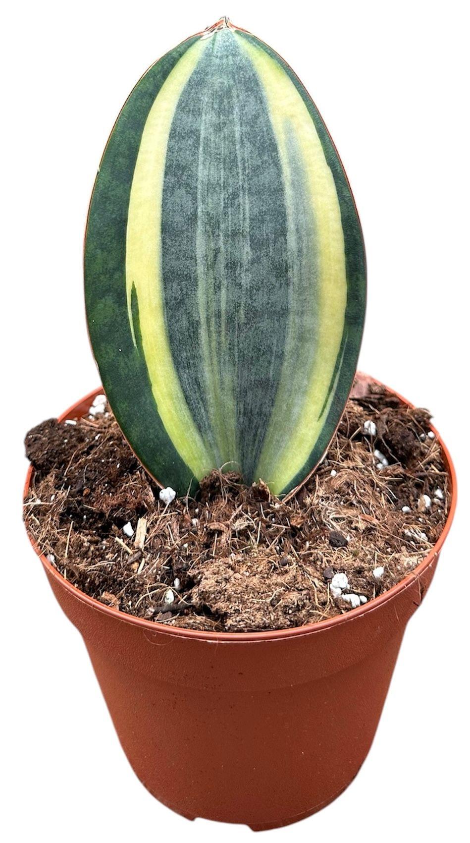 Горшечные цветы и растения оптом Sansevieria Masoniana от 1шт из Голландии с доставкой по России