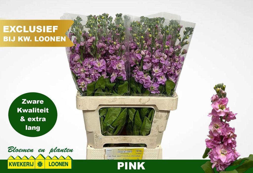 Срезанные цветы оптом Matthiola pink от 40шт из Голландии с доставкой по России