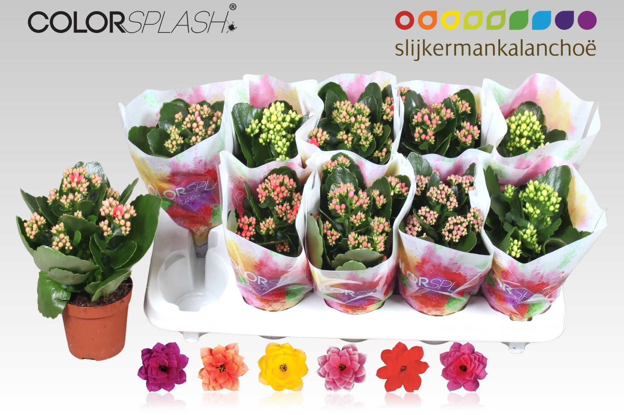 Горшечные цветы и растения оптом Kal Ge Gem 6 Kl от 10шт из Голландии с доставкой по России