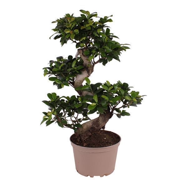 Горшечные цветы и растения оптом Ficus Ginseng In Plastic Pot S-shape от 2шт из Голландии с доставкой по России