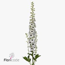 Срезанные цветы оптом Delphinium el du dewi rocket от 25шт из Голландии с доставкой по России Срезанные цветы оптом Delphinium el du dewi rocket от 25шт из Голландии с доставкой по России