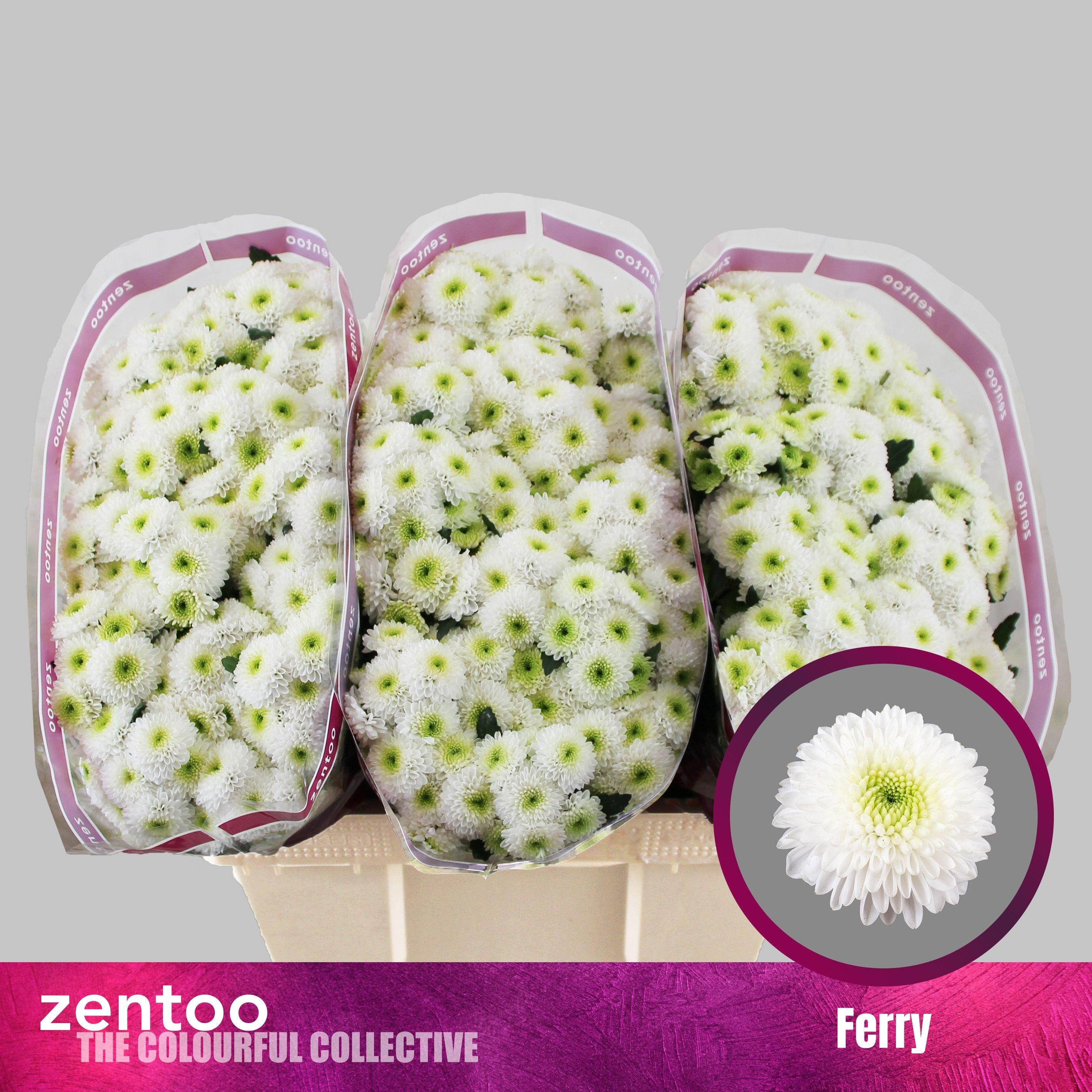 Срезанные цветы оптом Chrys sa ferry от 75шт из Голландии с доставкой по России