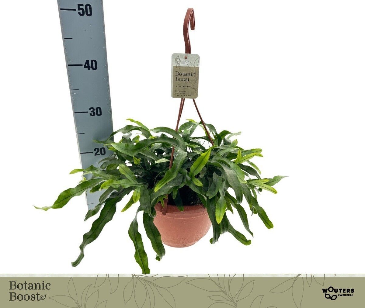 Горшечные цветы и растения оптом Micros Diversifolium от 1шт из Голландии с доставкой по России