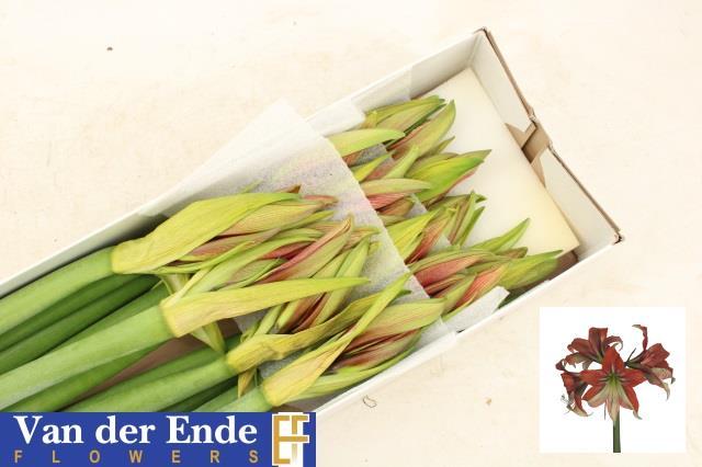 Срезанные цветы оптом Hippeastrum happy valley от 12шт из Голландии с доставкой по России