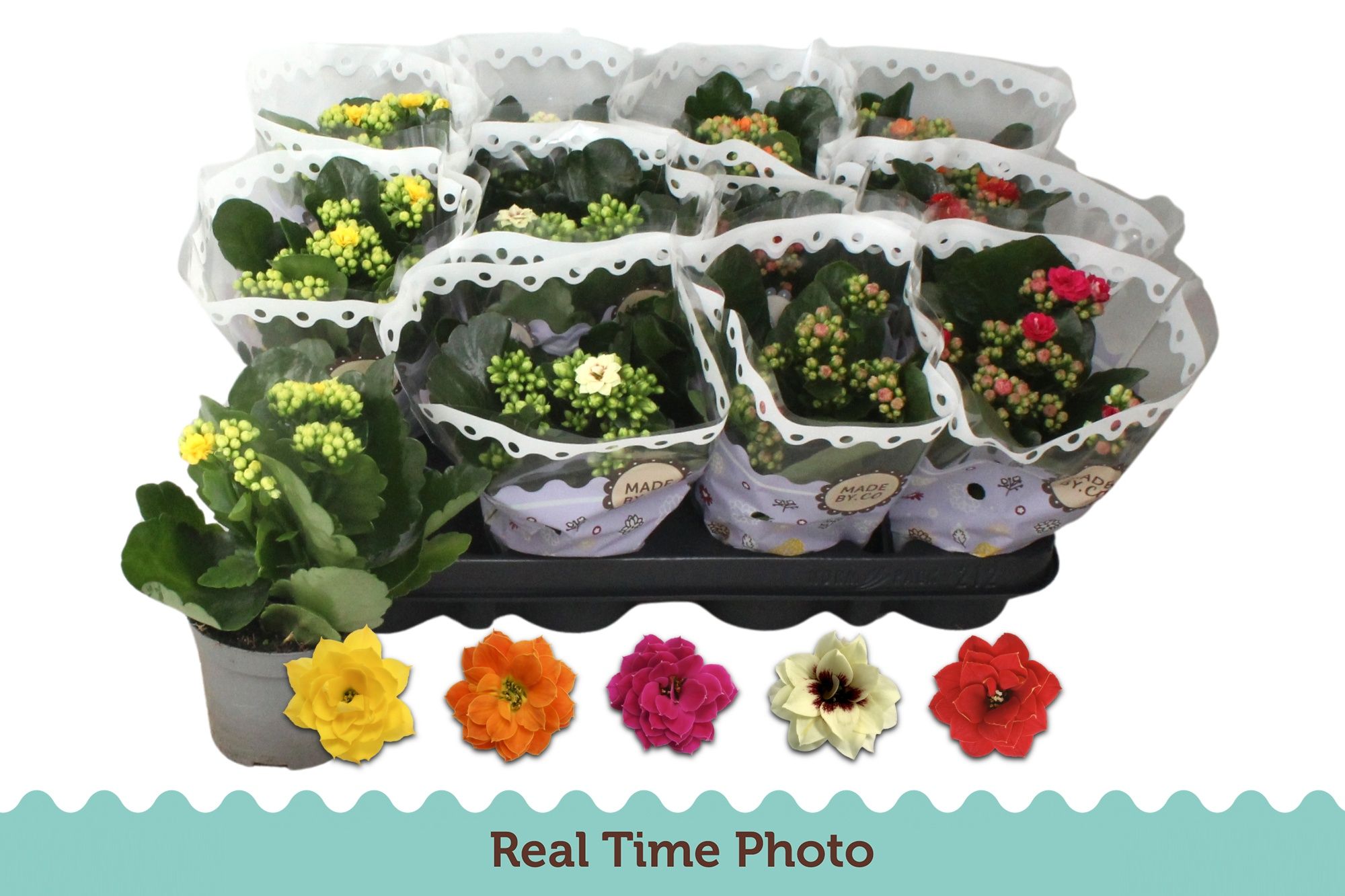 Горшечные цветы и растения оптом Kal Ge Gem 5 Kl от 12шт (для телеги) из Голландии с доставкой по России