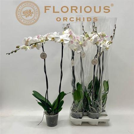 Горшечные цветы и растения оптом Phal Ov Wit 2 Branches 18 Bloemen+ от 4шт из Голландии с доставкой по России