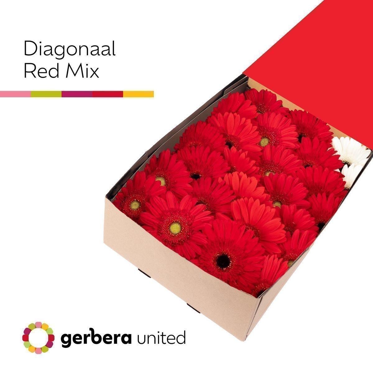 Срезанные цветы оптом Gerbera mix red от 50шт из Голландии с доставкой по России