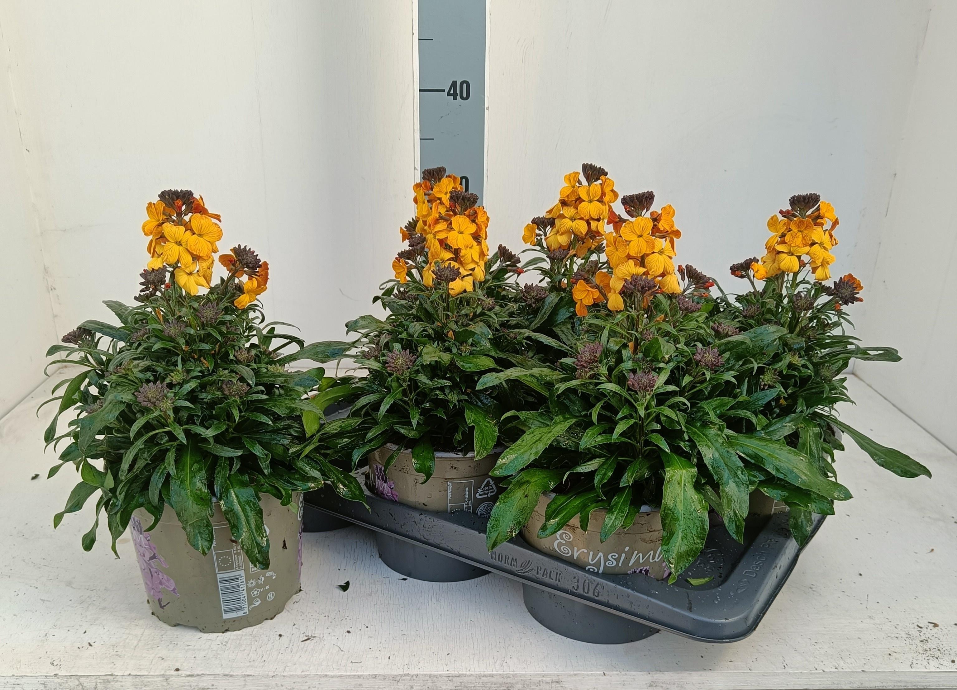 Горшечные цветы и растения оптом Erys Linifolium от 6шт из Голландии с доставкой по России