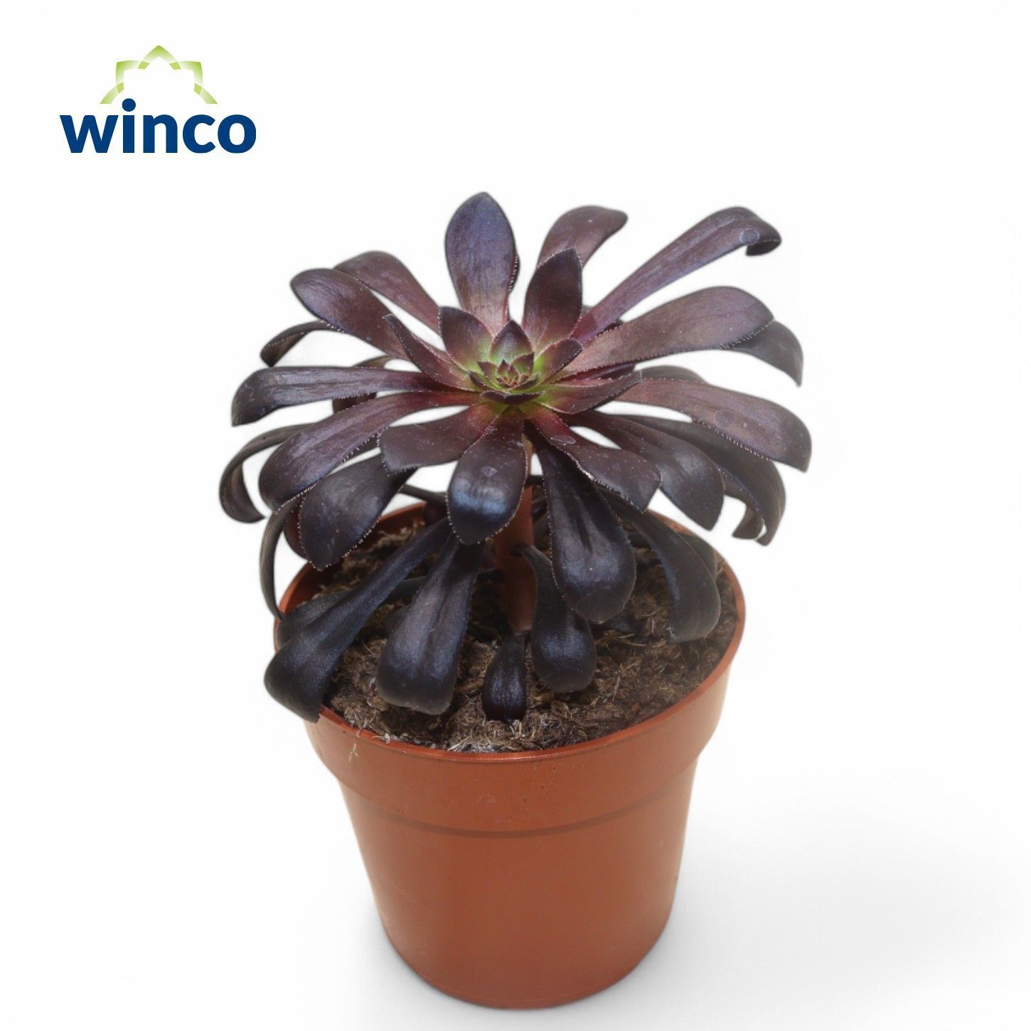 Горшечные цветы и растения оптом Aeon Ov от 18шт (для телеги) из Голландии с доставкой по России